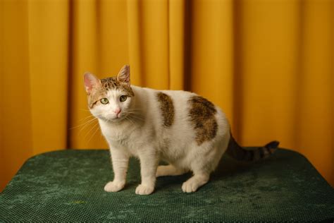 C Mo Proteger A Tu Gato De Las Pulgas Para Tu Mascota