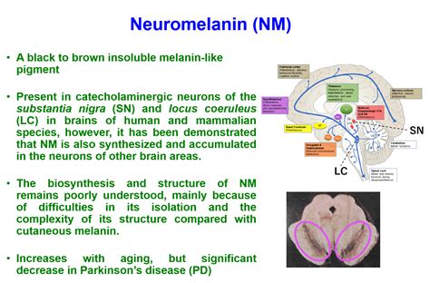 Summary Of Icms Journal Club Presentation On Friday June 25 2021 Futamurayama Science