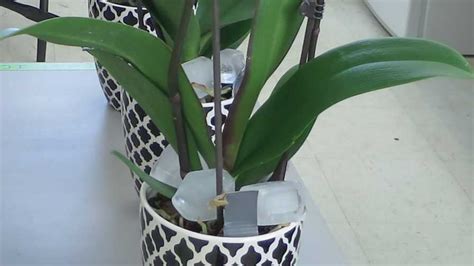The Ice Cube Dilemma: Navigating The Perfect Frequency For Orchid Bliss