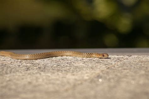 Significado De Sonhar Cobra Pequena E Fina Desvende Os Mist Rios