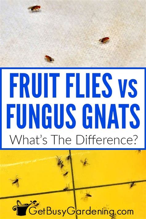 Fungus Gnats vs Fruit Flies: What's The Difference? - Get Busy Gardening