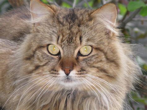 The Beautiful Animal Russian Cat