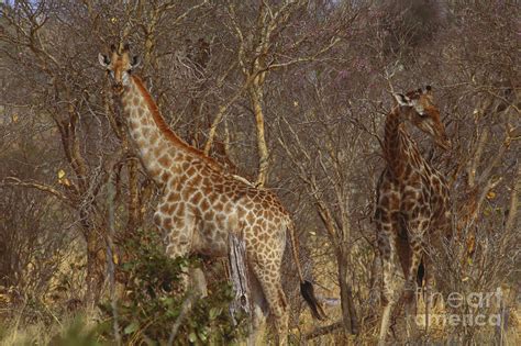 South African Giraffes Photograph By Art Wolfe Fine Art America