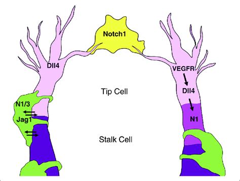 Notch Signaling In Sprouting Angiogenesis In An Angiogenic Sprout The