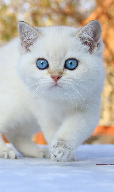 British Shorthair Kitten with Blue Eyes Stock Image - Image of kitten, kitty: 150938383