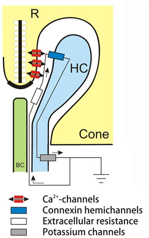 Schematic Representation Of The Ephaptic Feedback Hypothesis