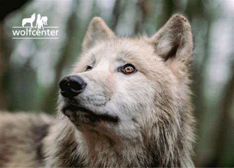 Postkarte Luna Face WOLFCENTER