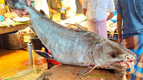 Amazing Giant Rita Fish Cutting Skill In Fish Market Fish Cutting