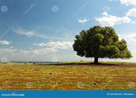 Irregular Tree In Rural Field Stock Image Image Of Farm Rural 164196169