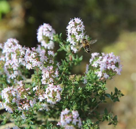 BRONCHITE LE THYM COMME REMÈDE NATUREL CONTRE LA TOUX Remèdes