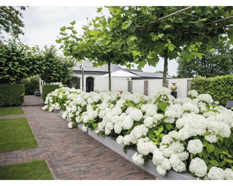 Vidjehortensia FLORASELF Hydrangea Arborescens Strong Annabelle 15 30cm