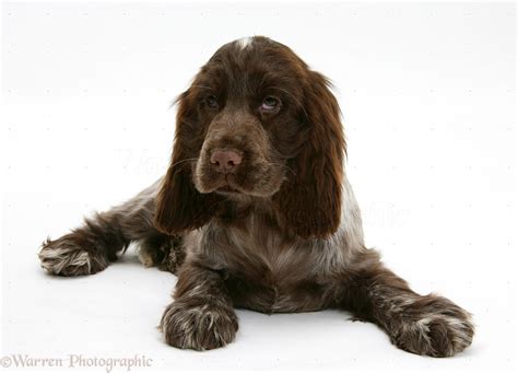 Chocolate English Cocker Spaniel Puppies