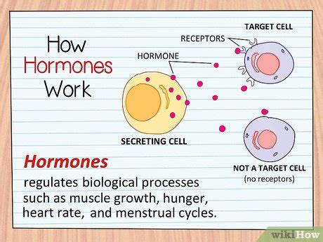 How to Study the Functions of Protein Hormones in Humans: 11 Steps