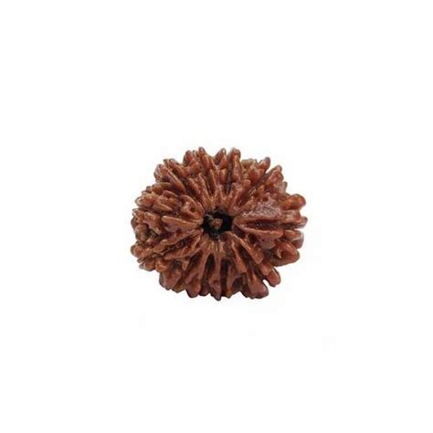 Natural 11 Mukhi Rudraksha Nepali Bead With Igl Lab Certificate At Rs