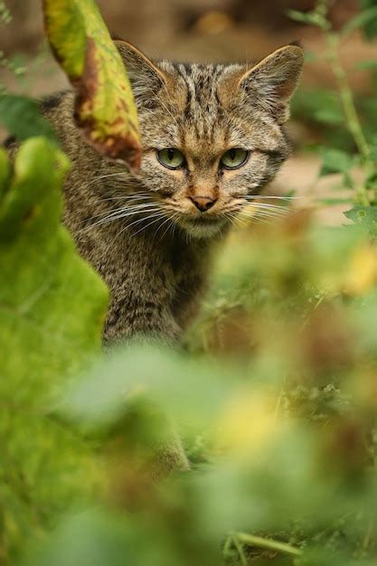 Premium Photo | European wildcat in beautiful nature habitat