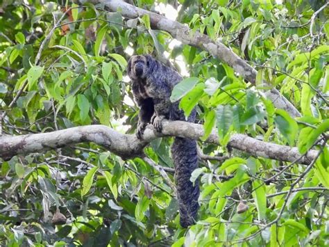 30 Monkeys In the Rainforest (Including Rare Species)