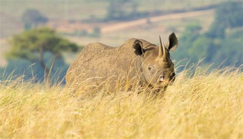 Black Rhino Female in Masai Mara Stock Image - Image of aggressive ...