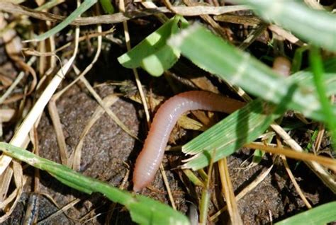 Weekend Science Fun: Earthworms – Growing With Science Blog