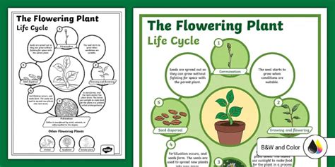 Life Cycle Of A Plant