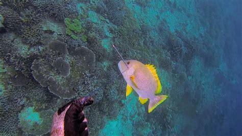 Spearfishing North Seram Island 2 Catching Maori Seaperch Youtube