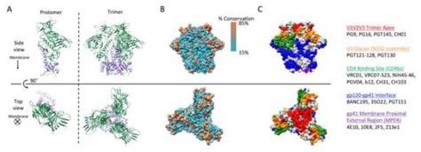 Structure Of The Hiv Envelope Glycoprotein Based On The Crystal