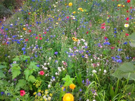 Viele Tr Umen Von Einer Malerischen Blumenwiese Im Garten Auf Der