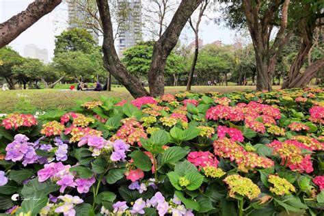 2024台北杜鵑花季 大安森林公園花伴野餐趣 Sweet Tina 樂在生活分享