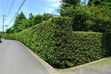 生垣におすすめ木の特徴｜迷ったときに選ぶといい4品種 大阪、京都の植木屋松正 庭木伐採・剪定・植栽管理