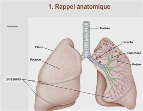 Radiologie Flashcards Quizlet