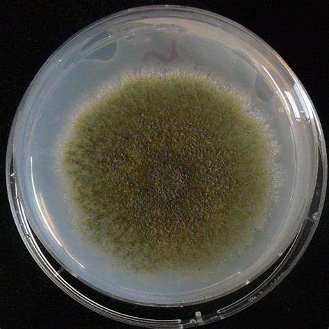 Aspergillus nidulans – NutraWiki