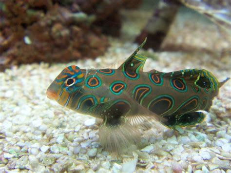 mandarinfishexpert: Welcome to the Mandarinfish Expert Blog!