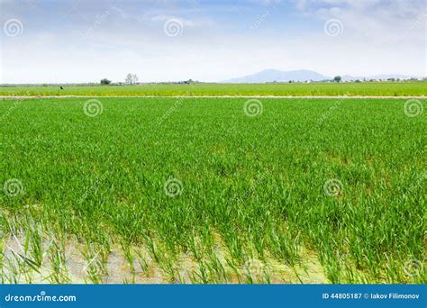 Rice Fields At Ebro Delta Stock Image Image Of Agriculture 44805187