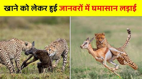 जब खन क लकर हई जनवर म घमसन लडई Animals Fighting Over