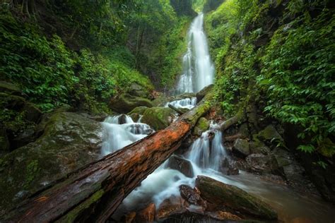 Feche Acima Da Cachoeira Da Vista Na Floresta Profunda No Parque