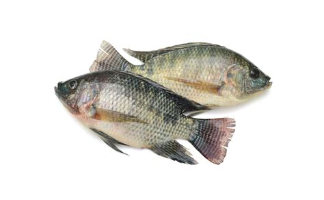 Freshly frozen Tilapia Fish - Maxim Food