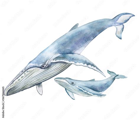 Blue whale mum with baby. Underwater fauna. Watercolor illustration ...