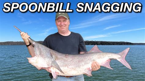 SPOONBILL SNAGGING Bank Fishing For GIANT PADDLEFISH YouTube