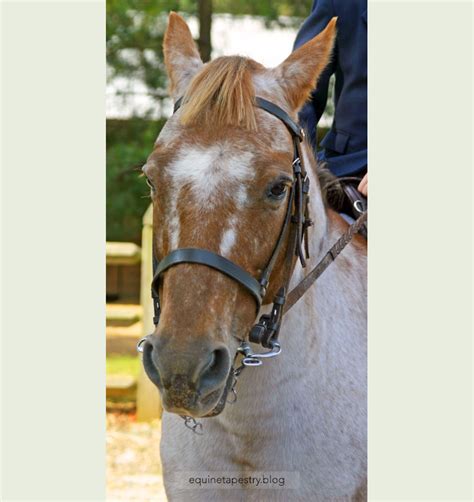 How Appaloosa Patterns Work Part 1 Equinetapestryblog