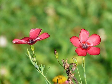 Blossoms Red Linen Flower - Free photo on Pixabay