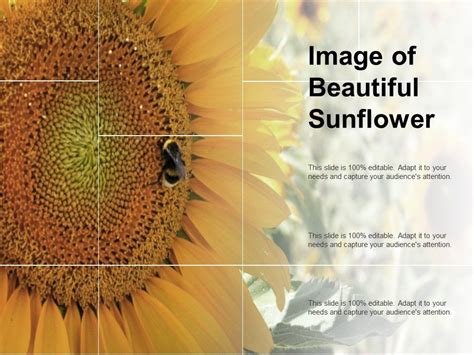 Image Of Beautiful Sunflower Ppt Powerpoint Presentation Pictures Slide