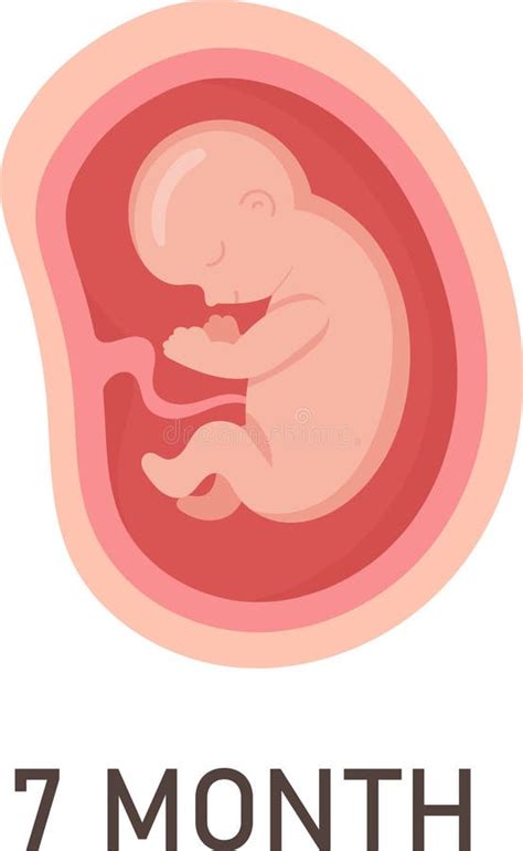 Human Embryo Development Nine Month Stages Medical Infographic Element