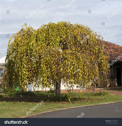 Weeping Mulberry