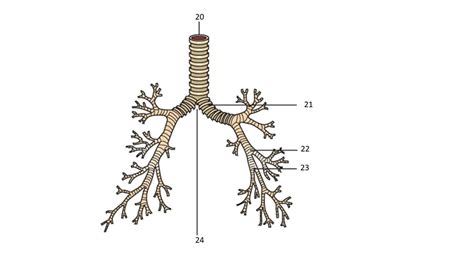 Bronchial Tree Diagram Quizlet