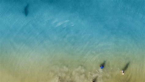 This Dad Spots Shark Swimming Towards His Children While Taking Photos