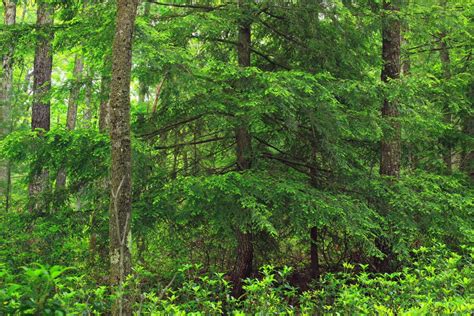 Free Images Tree Wilderness Hiking Leaf Flower Summer Green