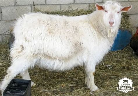 8 Adorable Small Goat Breeds (With Pictures) – Savvy Farm Life