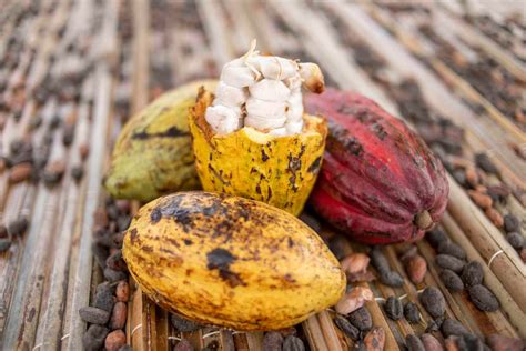 Côte d Ivoire les prix officiels du cacao et du café pour la campagne