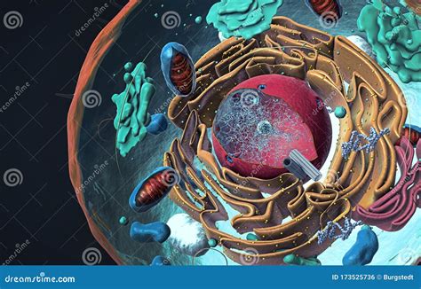 Eukaryotic Cell Royalty-Free Illustration | CartoonDealer.com #13440126