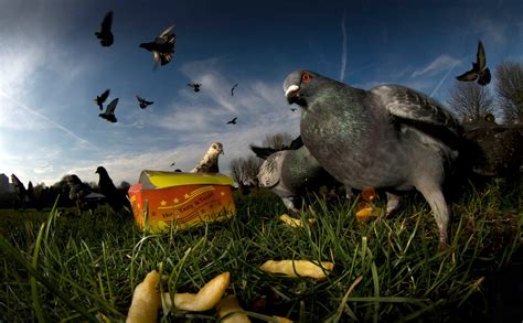 Feral pigeon: flying rat or urban hero? - Discover Wildlife