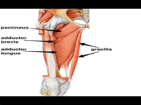 Two Minutes of Anatomy: Gracilis Muscle - YouTube